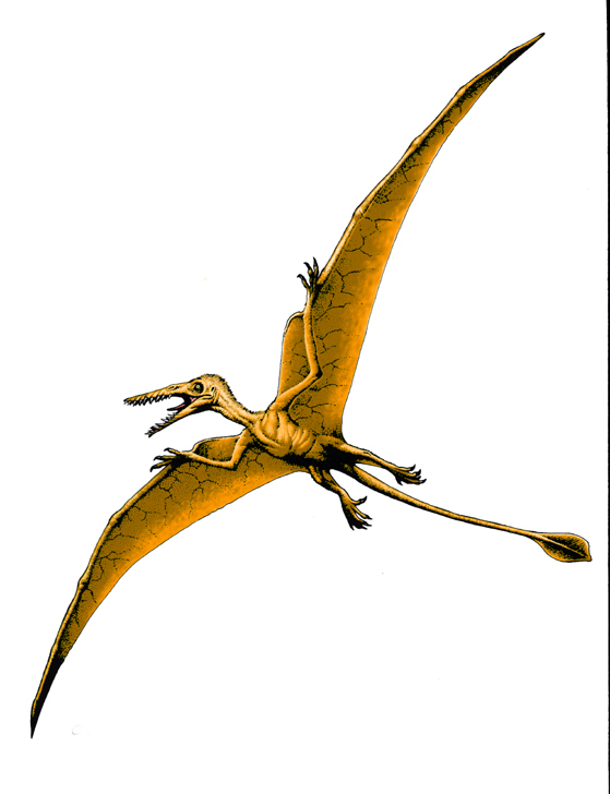 rhamphorhynchus